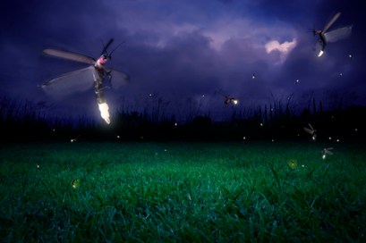 Fireflies at night